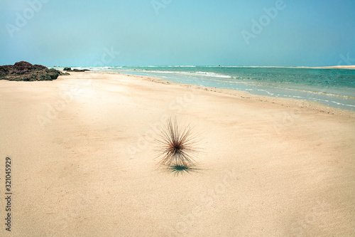 deserted beach with rolling Spinifex littoreus photo