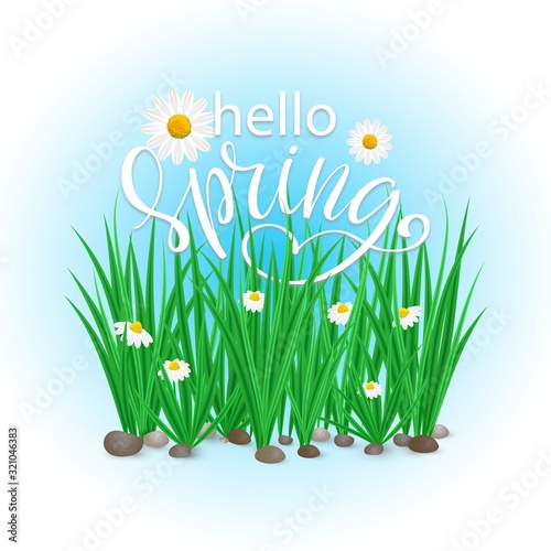 Vector card Hello Spring with fresh green grass and flowers on white background. Season poster with realistic grass meadow, blooming Bellis. Card design, template with typography lettering.