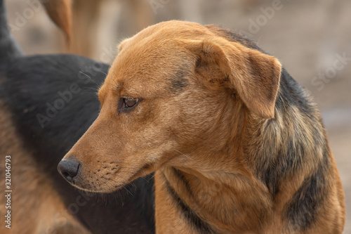 closeup portrait sad homeless abandoned brown dog in shelter © Валерий Моисеев