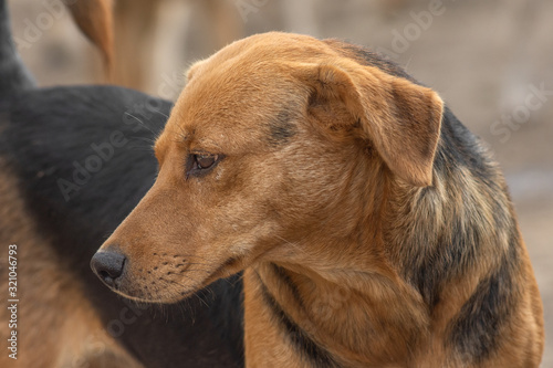 closeup portrait sad homeless abandoned brown dog in shelter