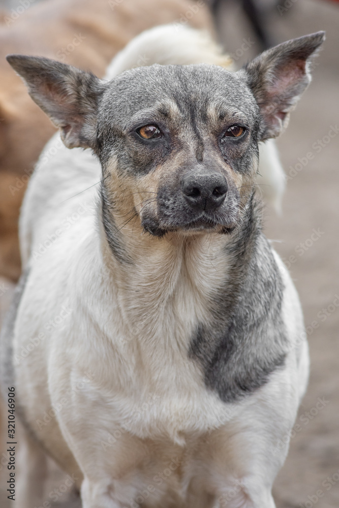 closeup portrait sad homeless abandoned dog in shelter