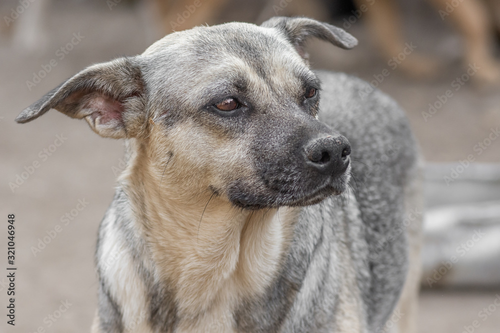 closeup portrait sad homeless abandoned dog in shelter