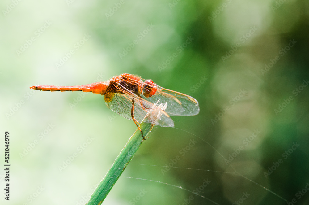 Small European-Mediterranean dragonfly under the natural light on a sunny day.
