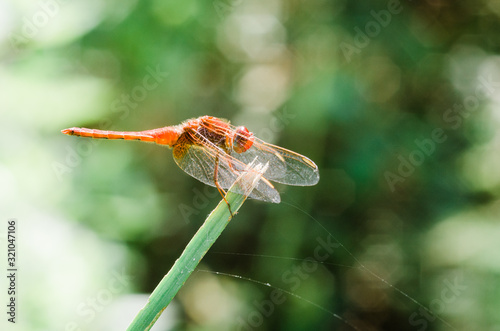 Small European-Mediterranean dragonfly under the natural light on a sunny day.