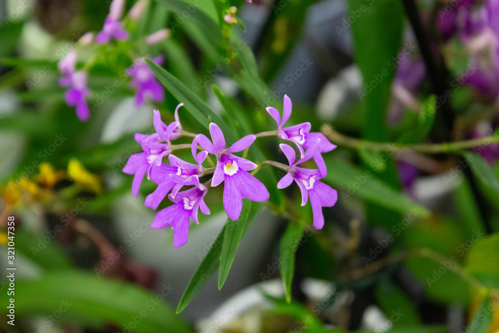 Wild orchid with small blue flowers on a background of green leaves