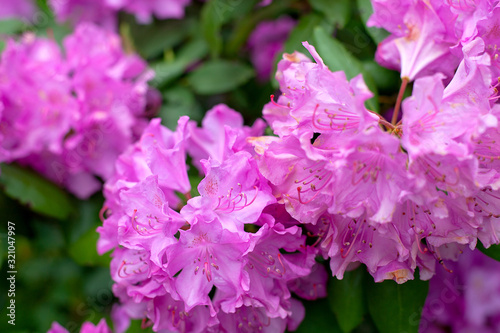 blooming pink rhododendron close up