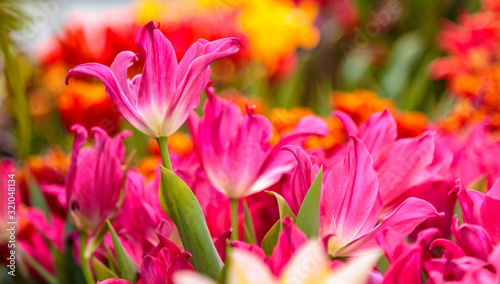 Tulip. Beautiful bouquet of tulips. colorful tulips. tulips in spring,colourful tulip © Ruslan Gilmanshin