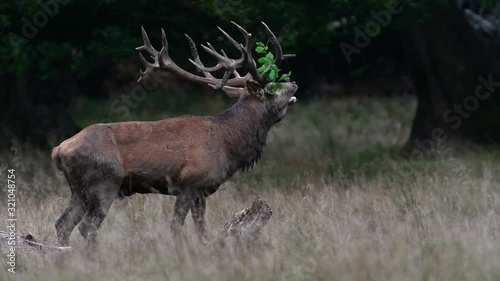 Red deer (Cervus elaphus) stag with branch in huge antlers bellowing in forest during the rut in autumn photo