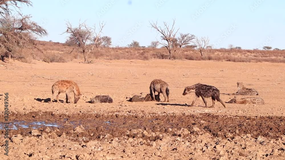 A cackle of Spotted Hyenas scavenge an old carcass in the Kalahari A cackle of Spotted Hyenas scavenge an old carcass in the Kalahari