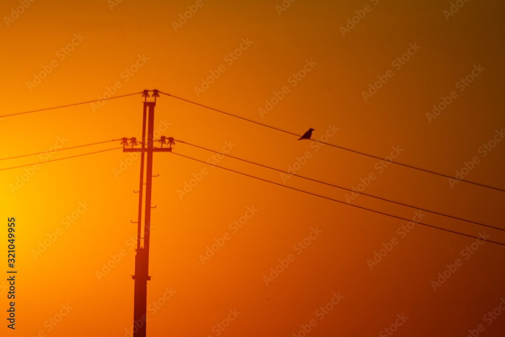 bird sitting on the power lines bird sitting on the power lines