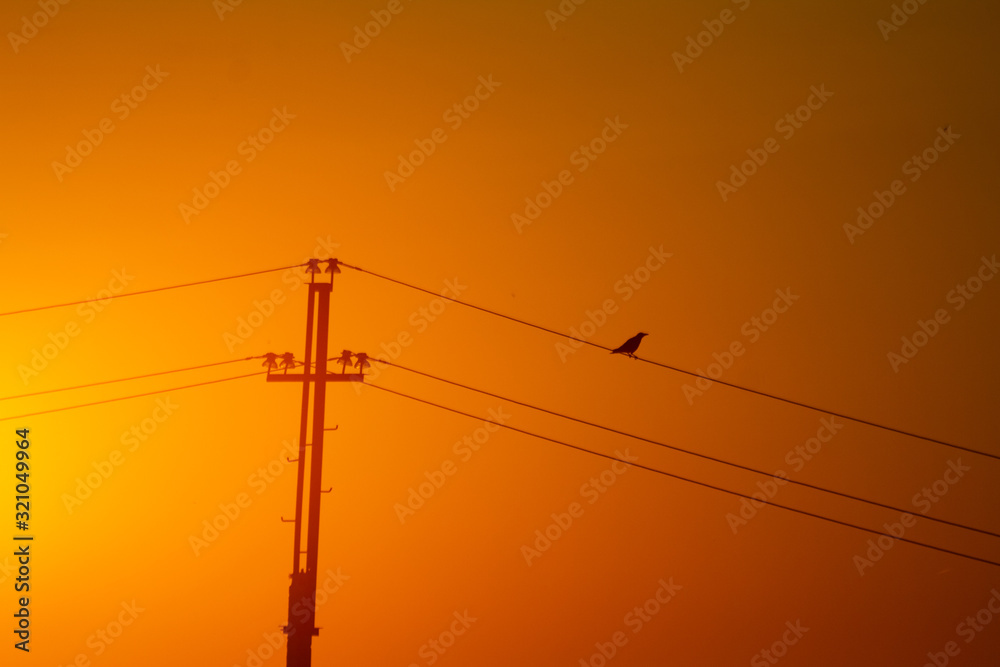 bird sitting on the power lines