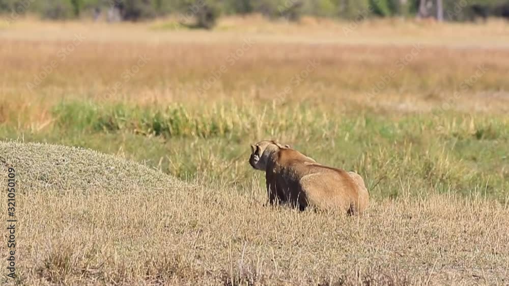 Focused African Lion stalks prey in a stealthy crouch, heat shimmer Focused African Lion stalks prey in a stealthy crouch, heat shimmer