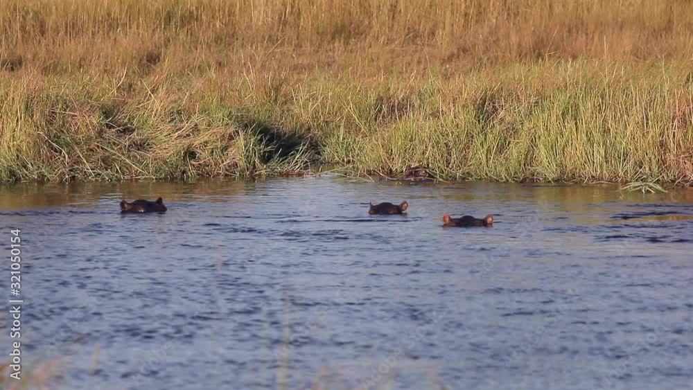 Pod of hippos cool off in the river on a hot day in the Okavango Delta Pod of hippos cool off in the river on a hot day in the Okavango Delta