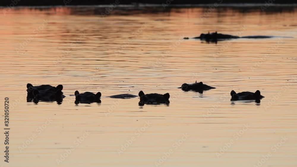 Pod of hippos cool off in Okavango Delta river, evening golden light Pod of hippos cool off in Okavango Delta river, evening golden light