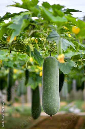 Hanging winter melon plant and fruits