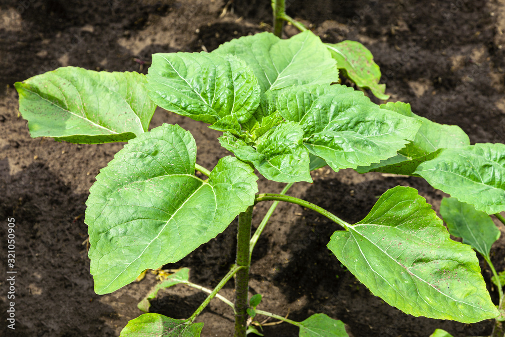 Obraz premium Agricultural field with young sprouts of a sunflower lit by the midday sun on fertile chernozem soil.