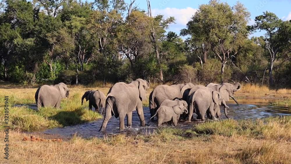 Elephants enter watering hole for a drink in bright morning sunshine Elephants enter watering hole for a drink in bright morning sunshine