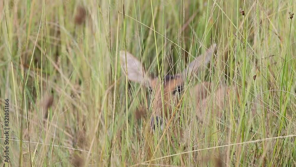 Defocused Reedbuck deer hides in the tall savanna grass in Botswana Defocused Reedbuck deer hides in the tall savanna grass in Botswana