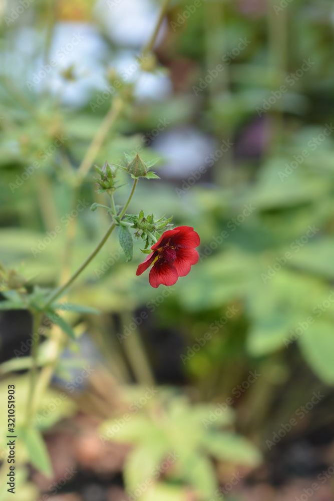 Scarlet Cinquefoil Monarchs Velvet Scarlet Cinquefoil Monarchs Velvet