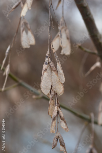 Boxelder maple