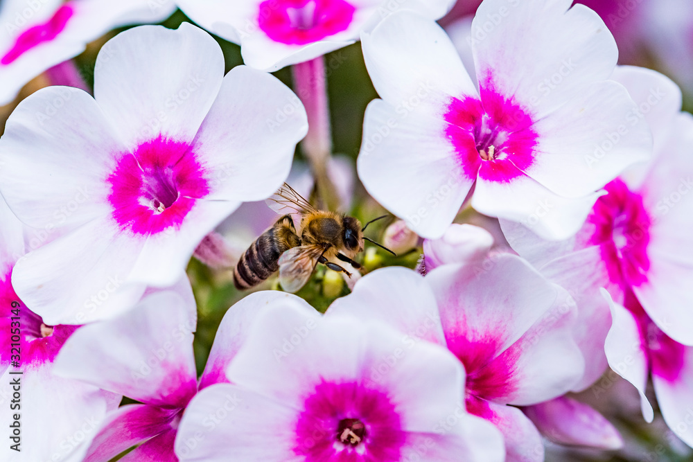 Flammenblume (Phlox) mit Honigbiene Flammenblume (Phlox) mit Honigbiene