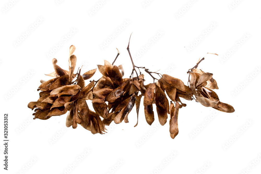 Obraz premium firewood isolated on white background