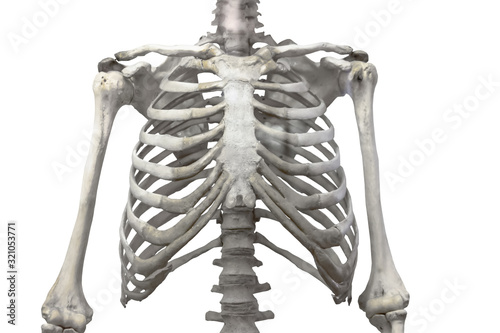 Obraz na plátně Thoracic spine, chest and ribs of bone with arms and shoulders isolated on a white background