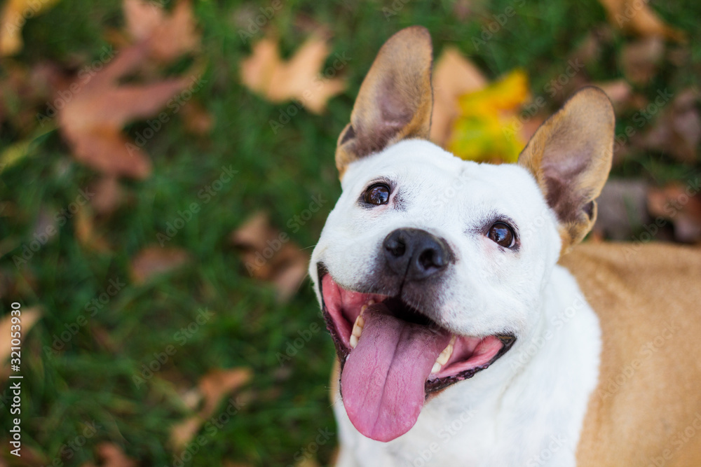 Happy pet dog on grass. Friendly Dog having a big smile Happy pet dog on grass. Friendly Dog having a big smile