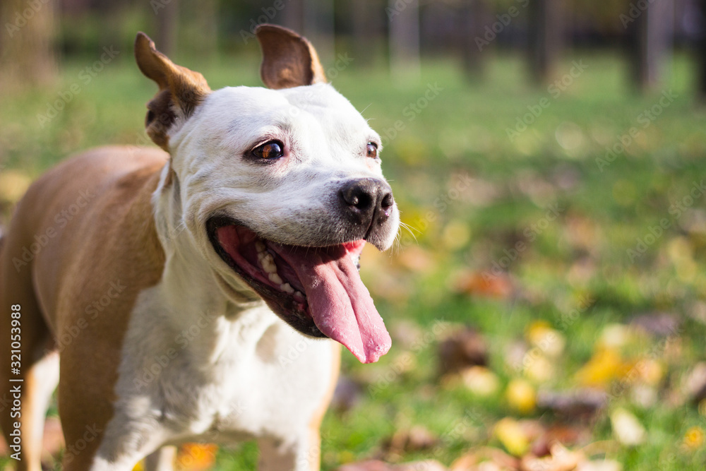Happy pet dog on grass. Friendly Dog having a big smile Happy pet dog on grass. Friendly Dog having a big smile