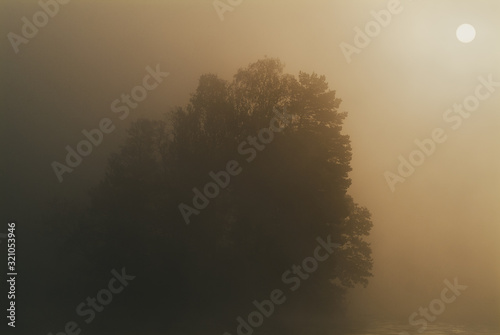 Sun shining through fog with silhouetted tree, Sweden.