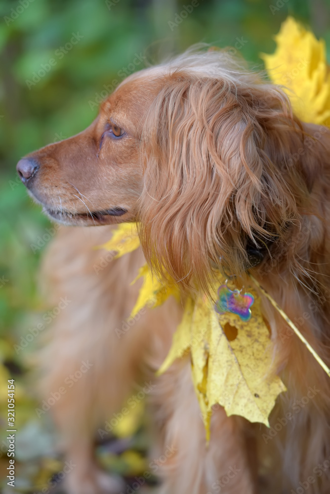 spaniel with autumn maple leaves
