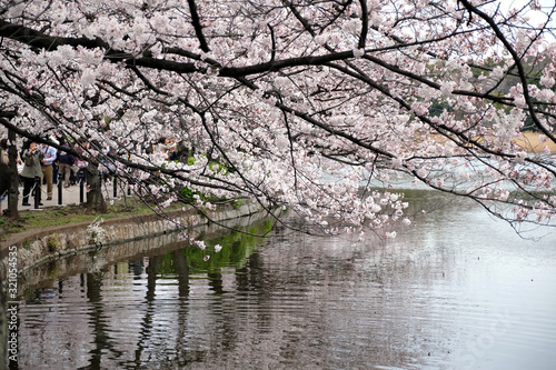 春の東京上野の不忍池の風景