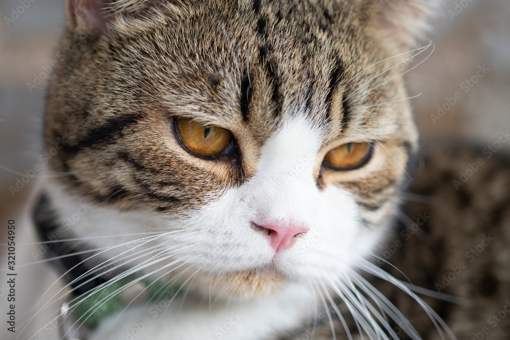 cat portrait close up cat portrait close up