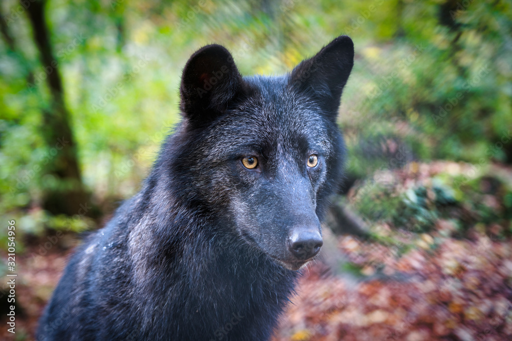 timberwolf timberwolf