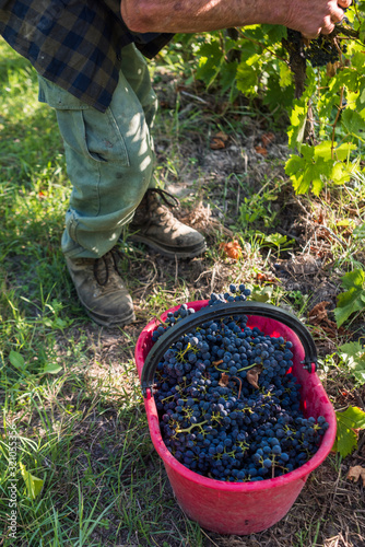 Basket of harvested Sangiovese grapes