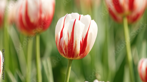 Close up of beautiful tulip flower in tulip field.