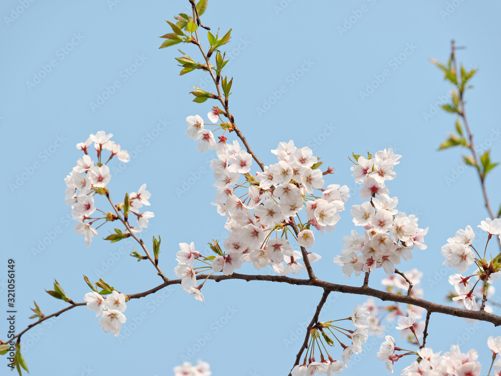 Cherry blossom isolated with blue sky background, beautiful sakura flowers in spring.