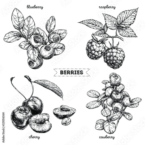 Set of hand drawn berries isolated on white background. Raspberry, blueberry, cherry, cowberry on white background.  Fruit botany illustration. 