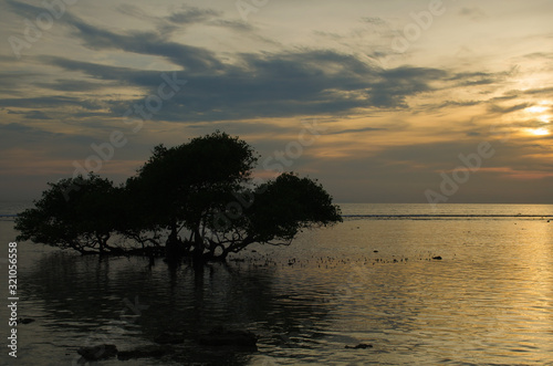 Tree silhouette on sunset background