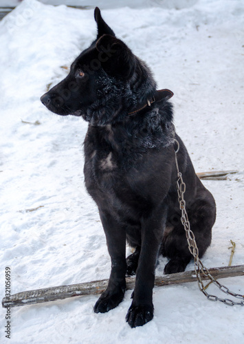 Portrait of a black dog on a chain © Виктория Большагина