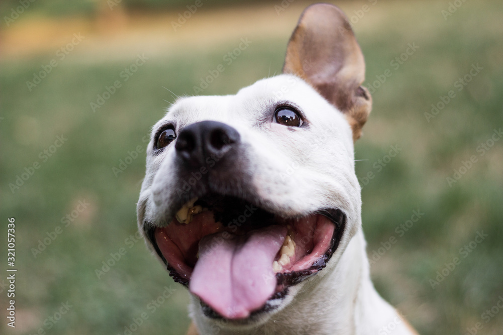 Happy pet dog on grass. Friendly Dog having a big smile Happy pet dog on grass. Friendly Dog having a big smile