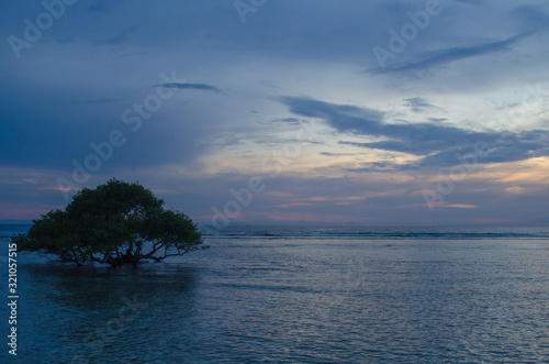Silhouette of a tree on the background of the evening sea