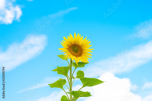 sunflower on blue sky background with clouds. space for text