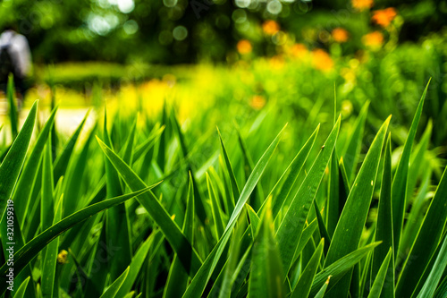 Green Grass in a garden