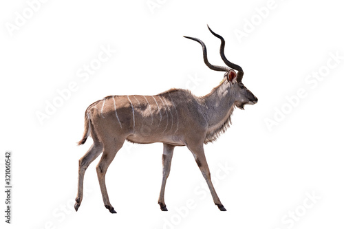 Greater kudu South afrca animal Isolate on white Background photo