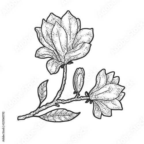 Magnolia tree flower sketch engraving vector illustration. T-shirt apparel print design. Scratch board imitation. Black and white hand drawn image.