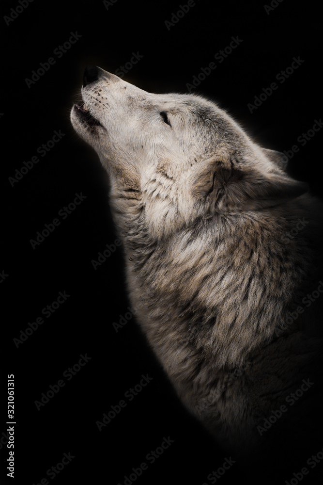 wolf howls looking up, a gloomy of sadness and longing. an ashen white polar wolf snout on a black background howls in the moonlight. wolf howls looking up, a gloomy of sadness and longing. an ashen white polar wolf snout on a black background howls in the moonlight.