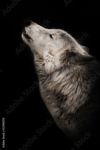 wolf howls looking up, a gloomy of sadness and longing. an ashen white polar wolf snout on a black background howls in the moonlight.