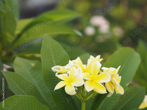 Frangipani, Plumeria, Temple, Graveyard Tree yellow flower on blurred of nature background