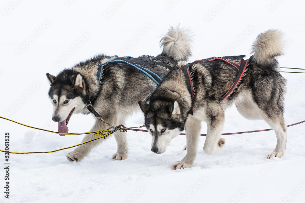 Siberian huskies and malamuts participating in the dog sled racing contest, Tusnad, Romania Siberian huskies and malamuts participating in the dog sled racing contest, Tusnad, Romania